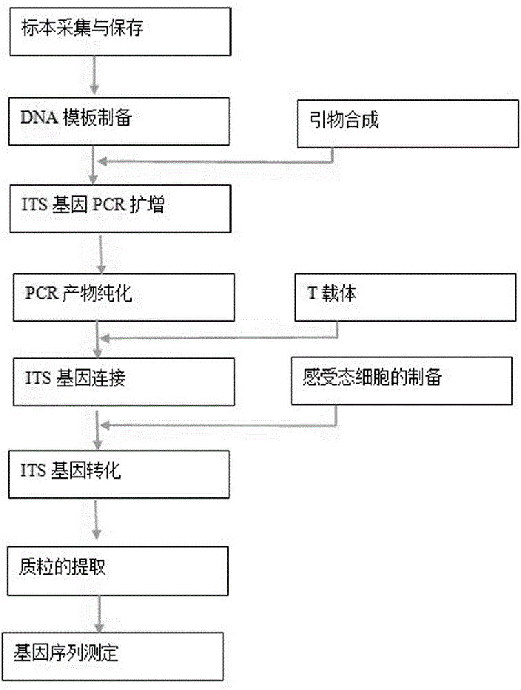 A Standard Gene Sequence of Guangxi Curcuma dna Barcode