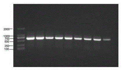 A Standard Gene Sequence of Guangxi Curcuma dna Barcode