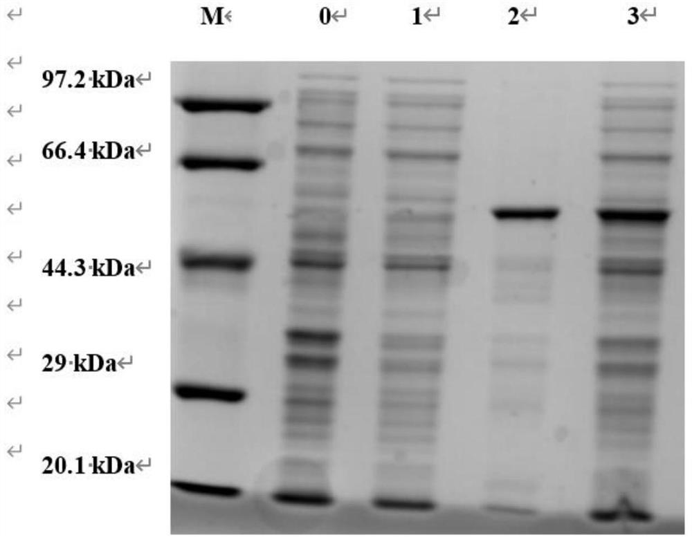 Recombinant phospholipase D mutant and application thereof in synthesis of phosphatidylserine