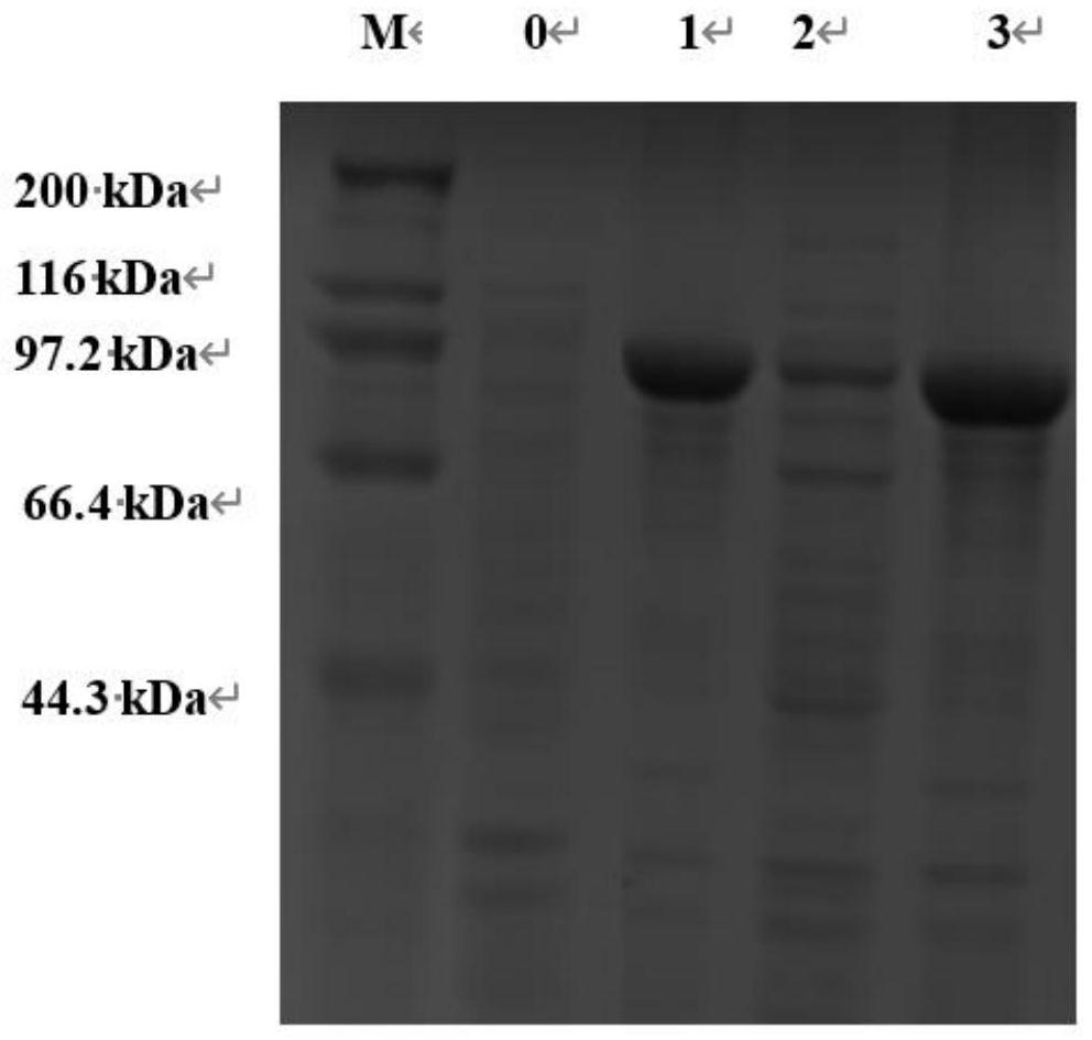 Recombinant phospholipase D mutant and application thereof in synthesis of phosphatidylserine