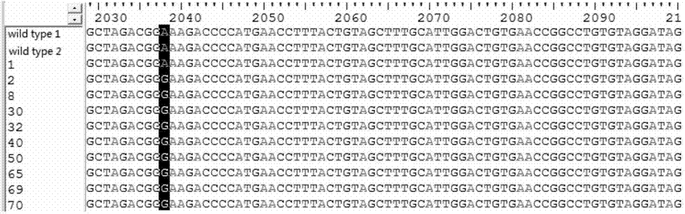 Primer for rapidly detecting drug tolerance of pertussis bordelella erythrocin from specimen and detection method