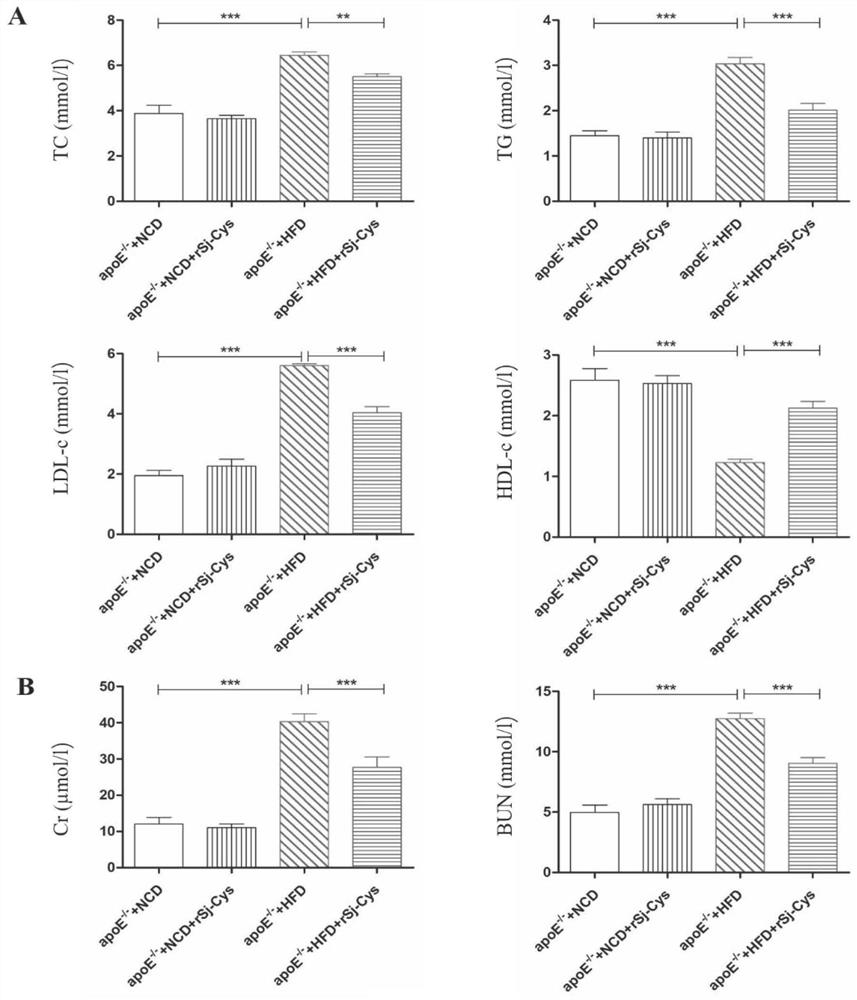 Application of schistosoma japonicum cysteine protease inhibitor to aspect of atherosclerosis