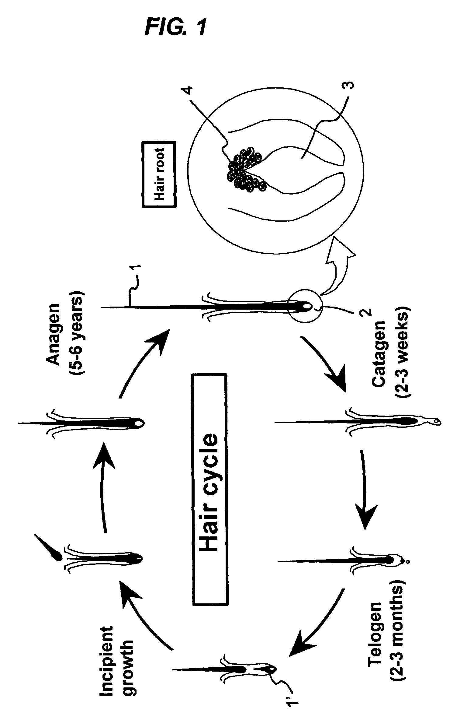 Epithelial cell growth promoter