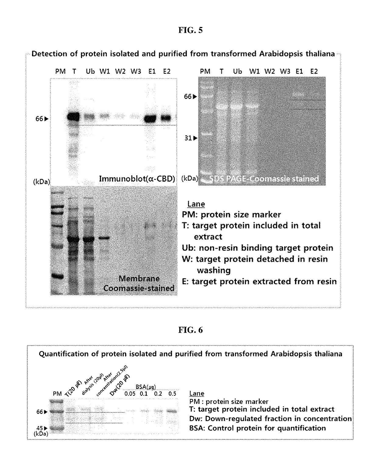 Vaccine composition for classical swine fever from plant and manufacturing method thereof
