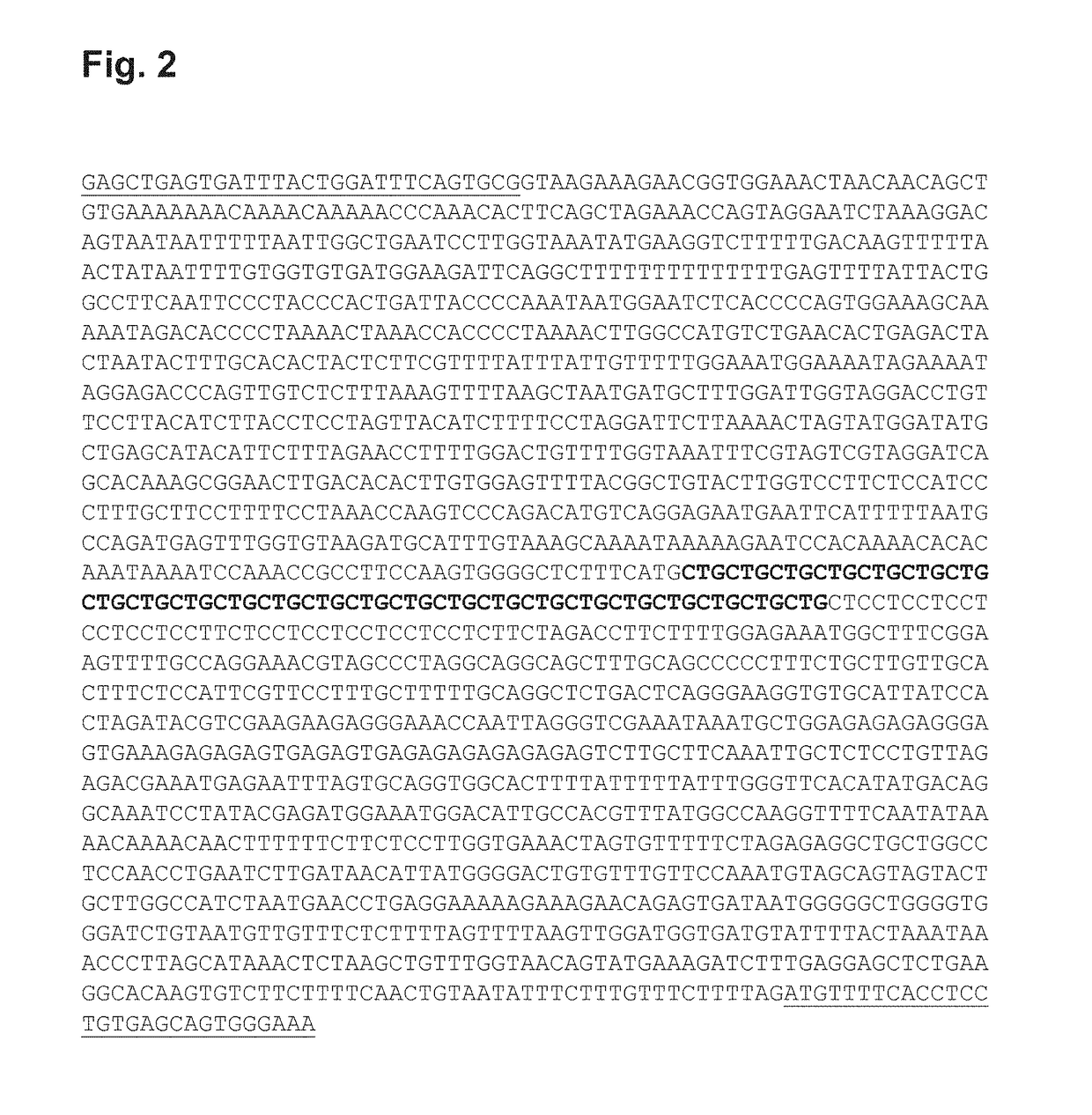 Use of single-stranded antisense oligonucleotide in prevention or treatment of genetic diseases involving a trinucleotide repeat expansion