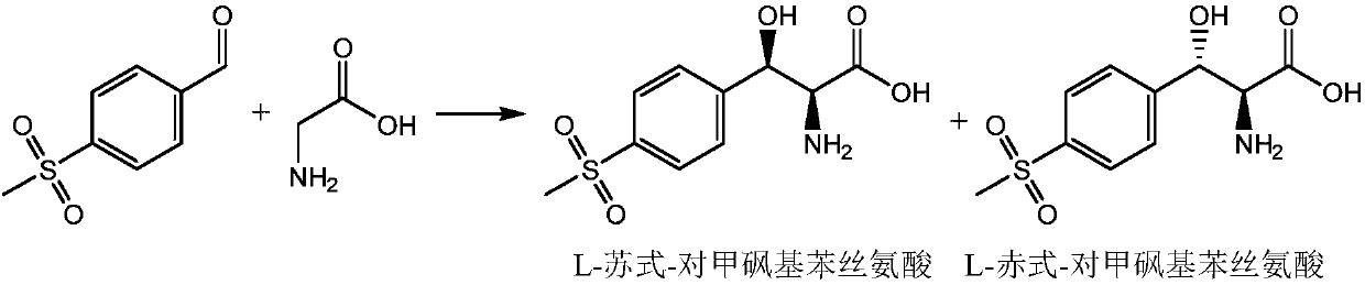 SpyTag/SpyCatcher-cyclized L-beta-hydroxy-alpha-amino acid synthetase and application thereof