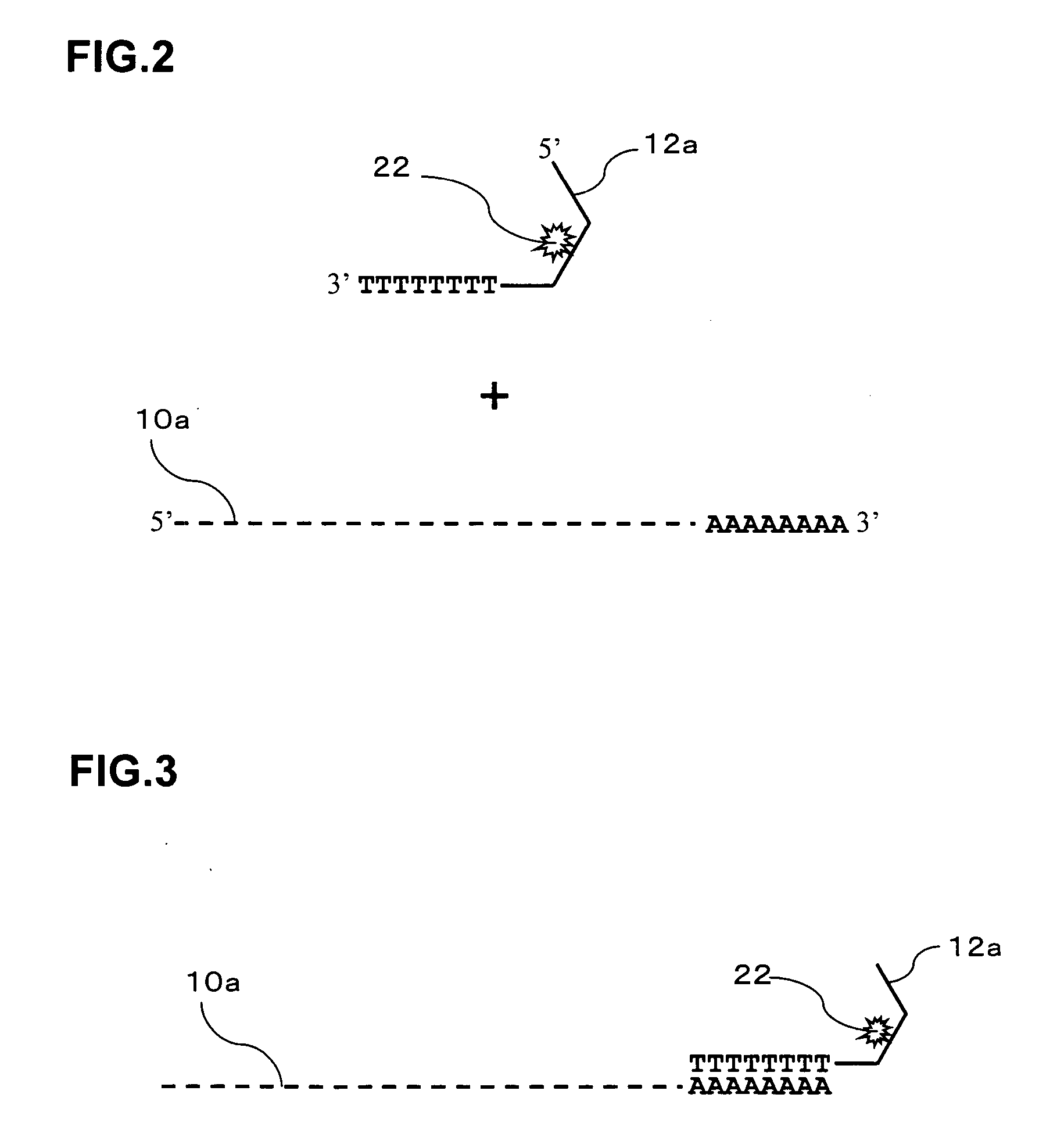 Signal amplification method for detecting expressed gene