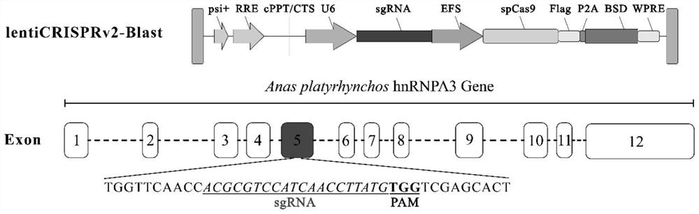 SgRNA with duck hnRNPA3 gene knocked out, cell line and construction method and application of cell line