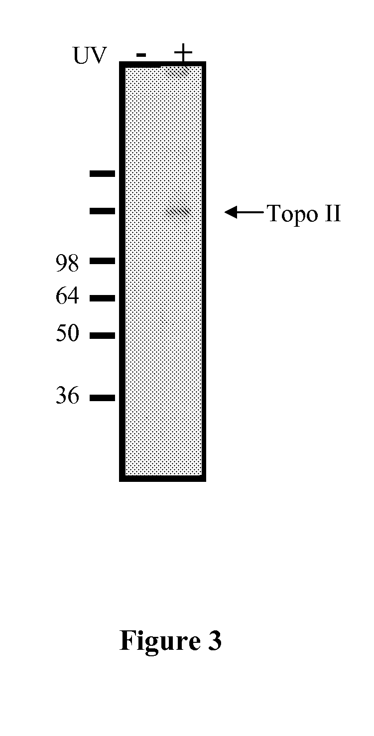 Compounds and therapeutical use thereof