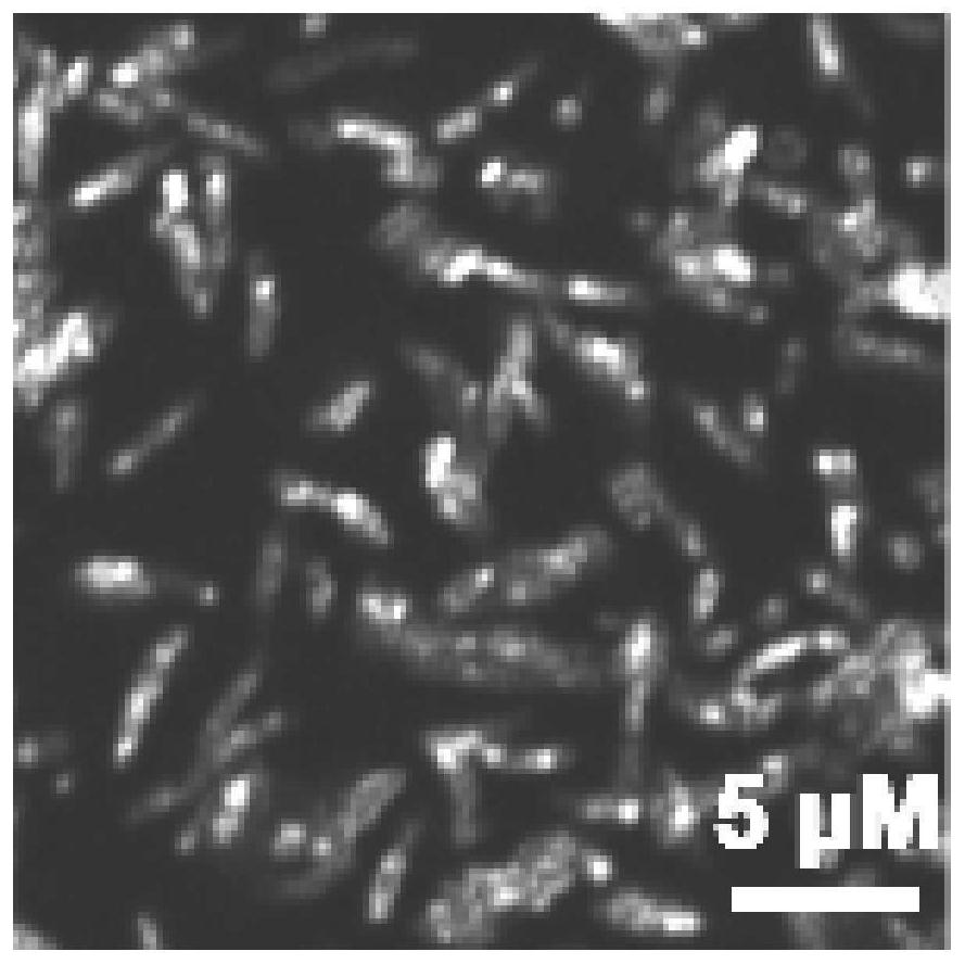 Aggregation-induced emission material as well as preparation method and application thereof