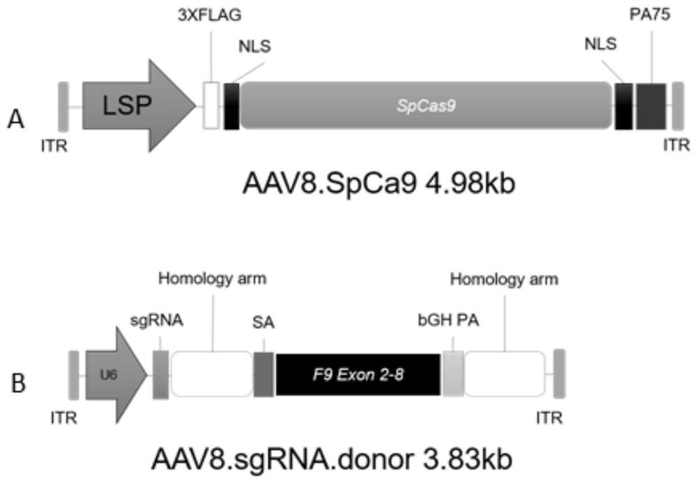 Compositions, medicaments and sgRNAs for increasing coagulation activity in hemophilia b patients