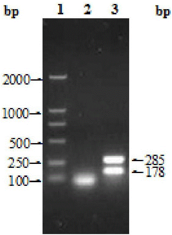 Brucella fluorescence polarization (FPA) detection kit