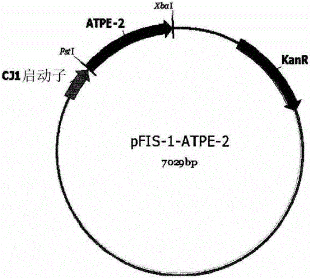 D-psicose 3-epimerase mutant with improved thermal stability, and continuous production of d-psicose using same