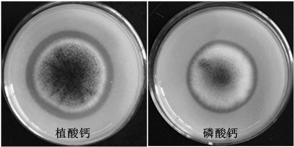 Aspergillus niger JXJ A01 with potassium and phosphate dissolving and organophosphorus pesticide decomposing activity and application thereof