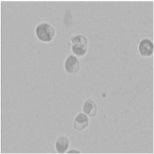 Chlorella W4 capable of removing heavy metal from water body with high heavy-metal content and application of chlorella W4