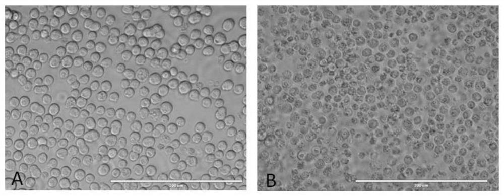 A kind of method that utilizes suspension cell line to prepare Seneca virus