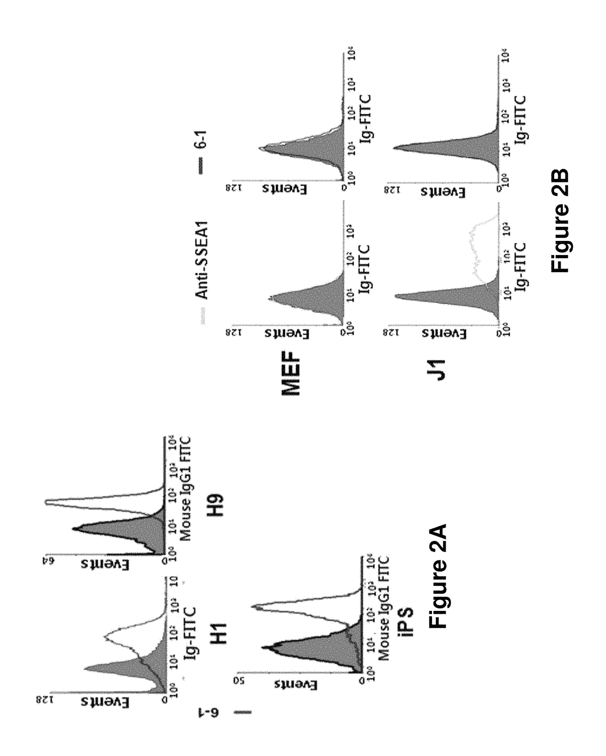 Composition for detecting undifferentiated human pluripotent stem cell, monoclonal antibody 6-1 and use thereof