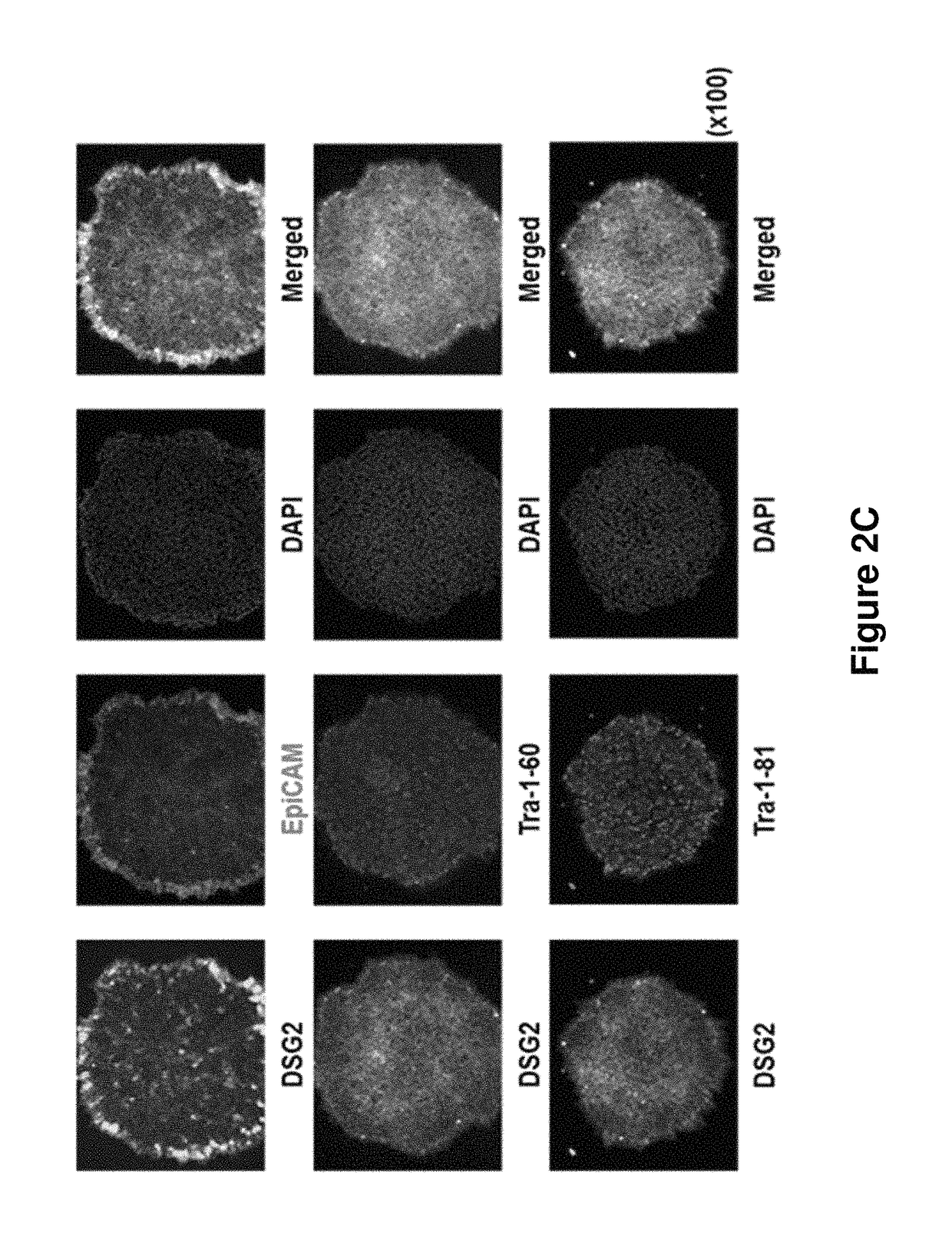 Composition for detecting undifferentiated human pluripotent stem cell, monoclonal antibody 6-1 and use thereof