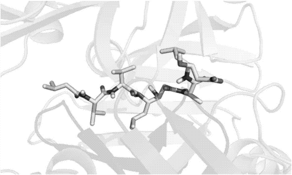 Method for screening small-molecule inhibitors by taking cathepsin D as target point