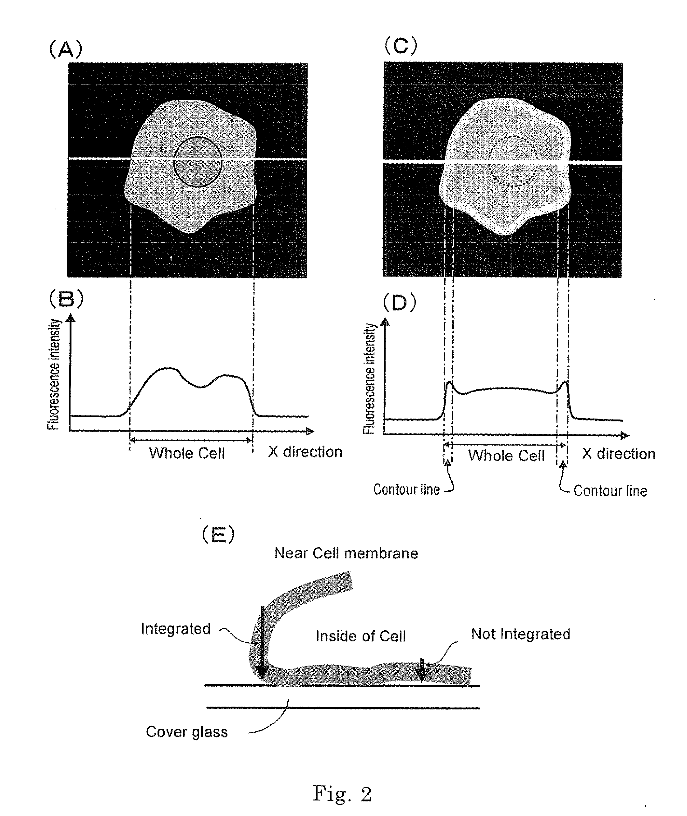Apparatus, a method and software for analyzing a cell image