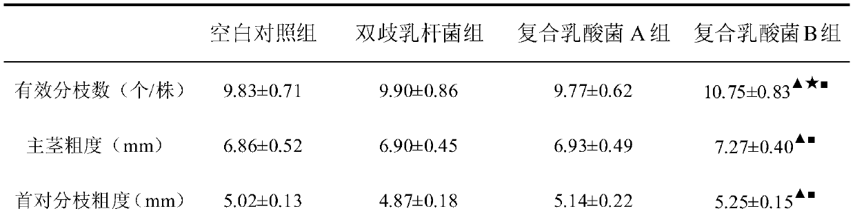 A kind of lactic acid bacteria compound microbial agent and its application for improving the yield traits of saline-alkali ground peanut