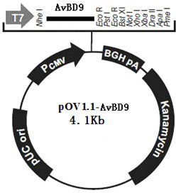 A kind of chicken defensin 9 gene expression vector and its preparation method and application