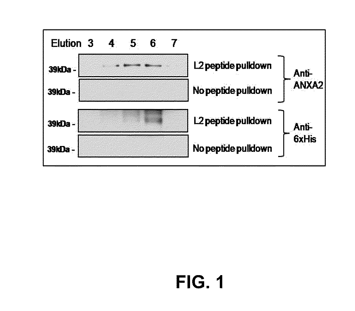 Compositions and Methods to Inhibit HPV Infection