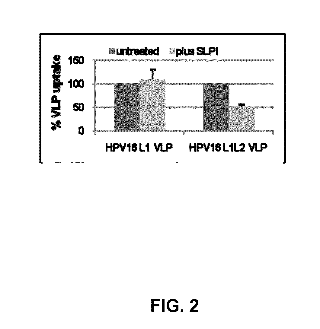 Compositions and Methods to Inhibit HPV Infection