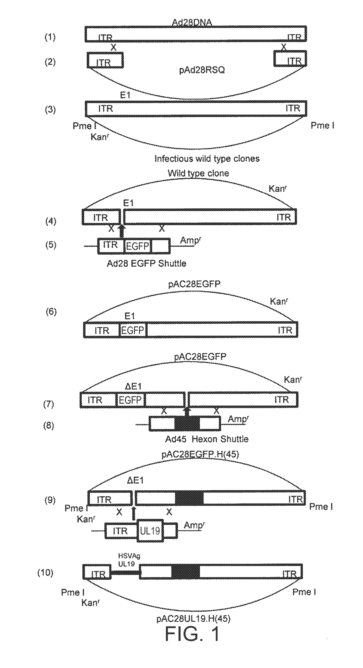 Modified serotype 28 adenoviral vectors