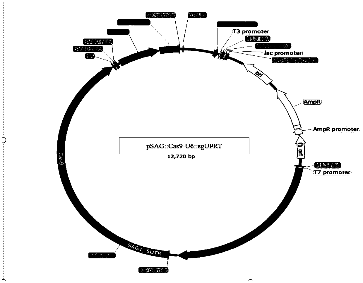 A method for knocking out Eimeria tenella n-myristoyltransferase gene