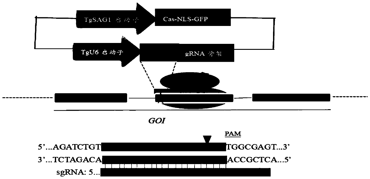 A method for knocking out Eimeria tenella n-myristoyltransferase gene