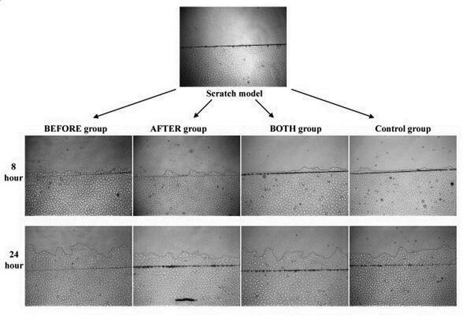 An oligopeptide that promotes the proliferation and migration of intestinal mucosal epithelial cells and its preparation method and application