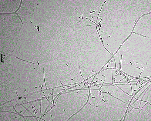 New lecanicillium bacteria genus fungi specie providing pathogenicity for diaphorina citri