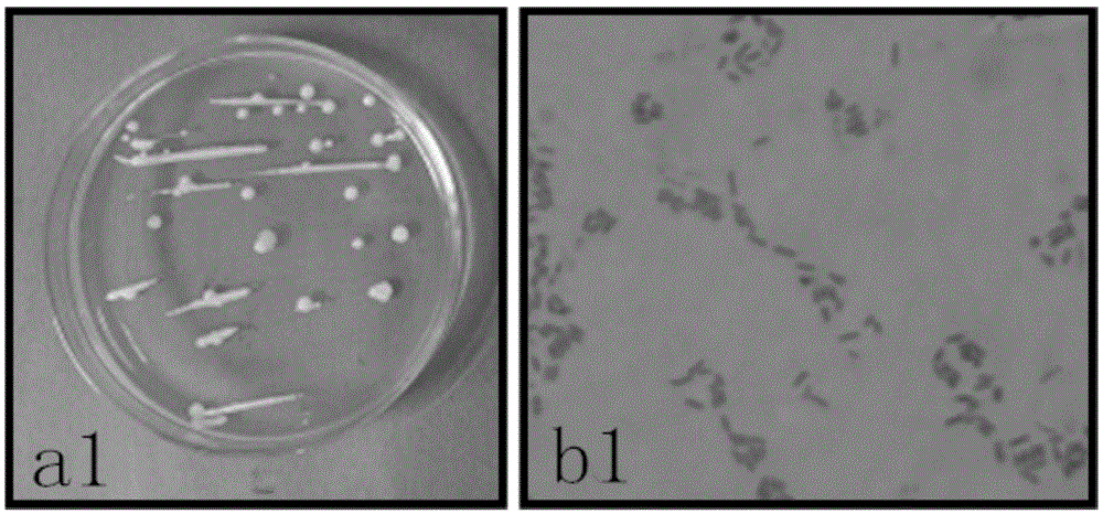 Application of sophora tonkinensis endophytic bacterium B22 in preventing and controlling panax notoginseng root rot