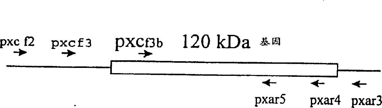 i(Ehrlichia canis) 120-KDa immunodominant antigenic protein and gene