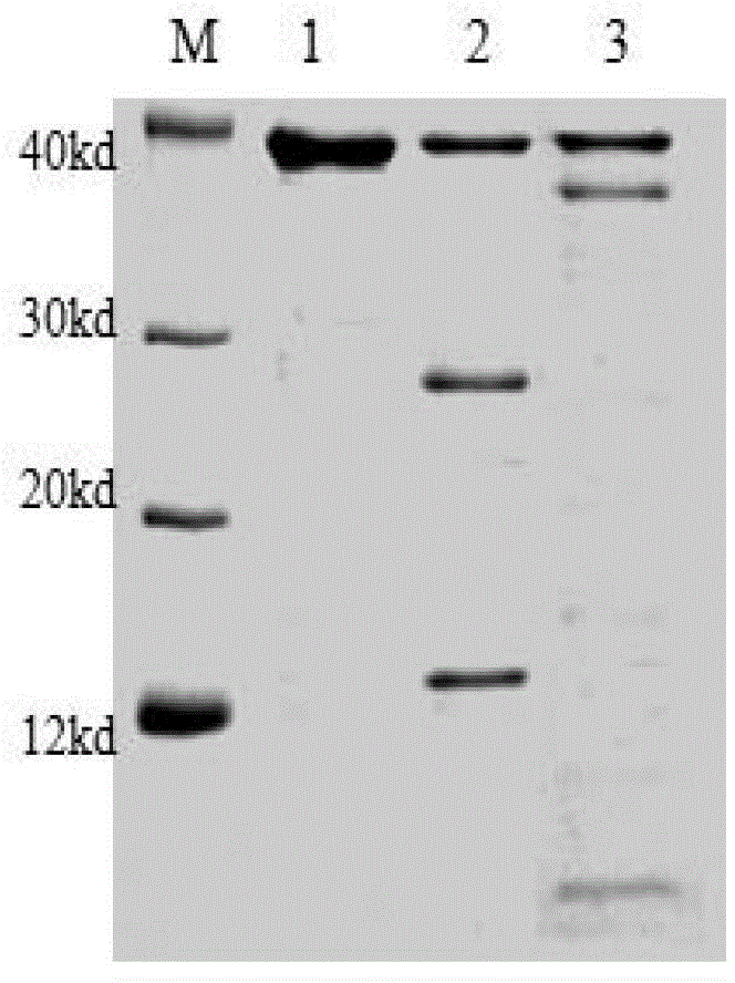 Substrate protein SNVP, and coding gene and application thereof