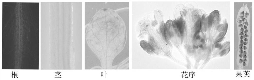 Dendrobium officinale flower tissue preference and stress inducible promoter ProDoWOX4 and application thereof