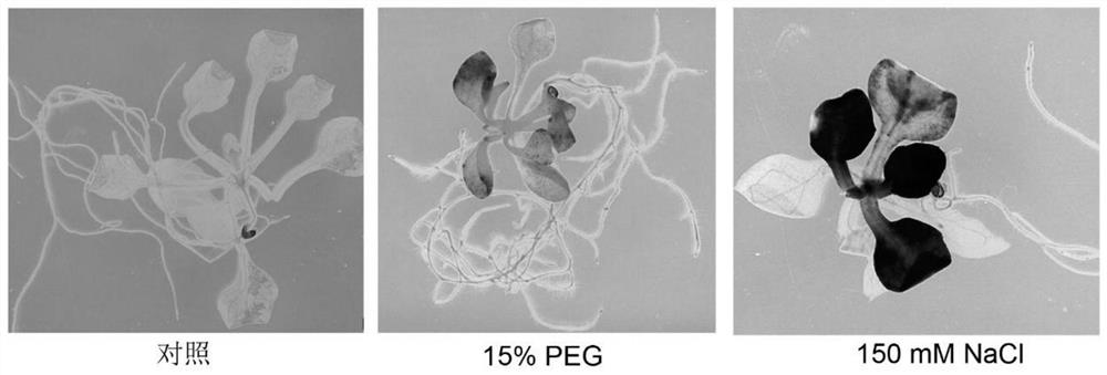 Dendrobium officinale flower tissue preference and stress inducible promoter ProDoWOX4 and application thereof