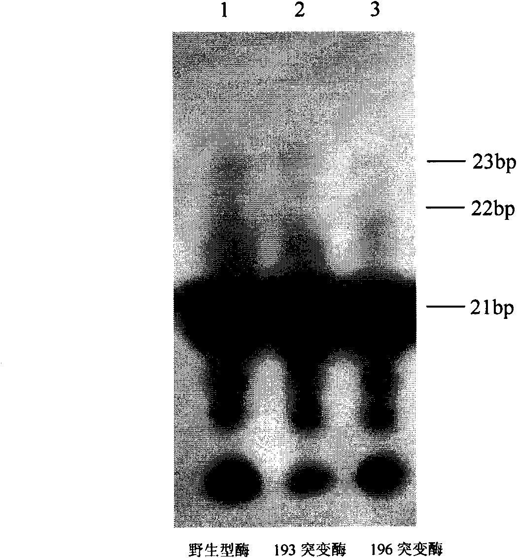 Moloney murine leukemia virus reverse transcriptase mutant as well as expression method and application thereof
