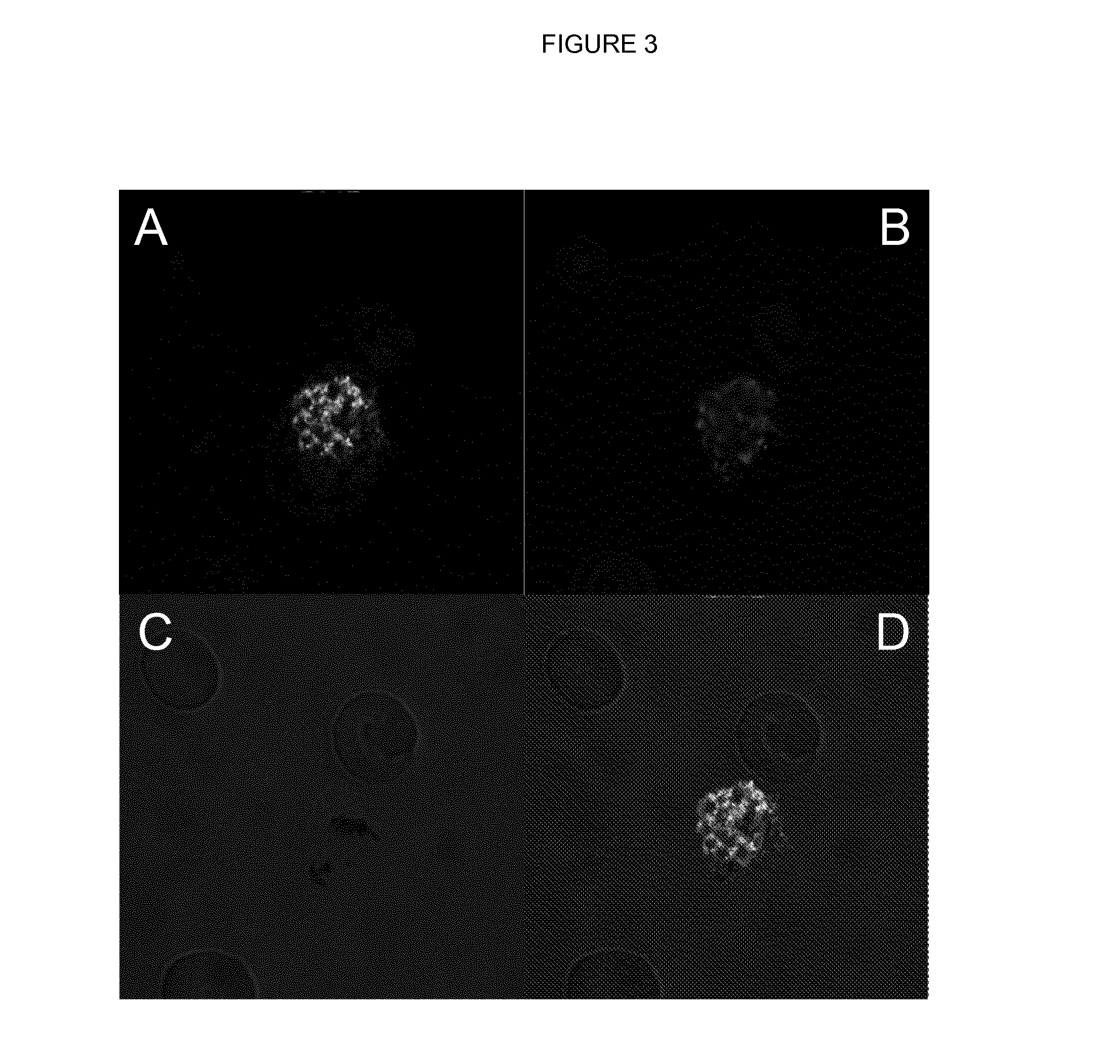 Novel Anti-plasmodium parasite antibodies