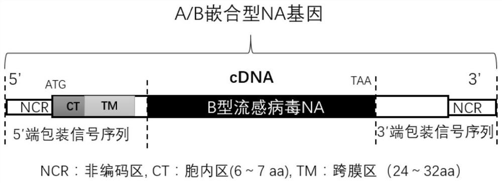 A method and application for preparing H9 subtype avian influenza vaccine strains for distinguishing immune and infected animals