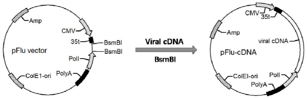 A method and application for preparing H9 subtype avian influenza vaccine strains for distinguishing immune and infected animals