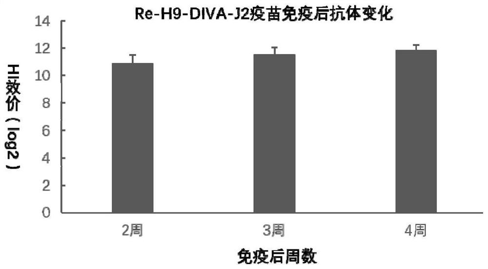 A method and application for preparing H9 subtype avian influenza vaccine strains for distinguishing immune and infected animals