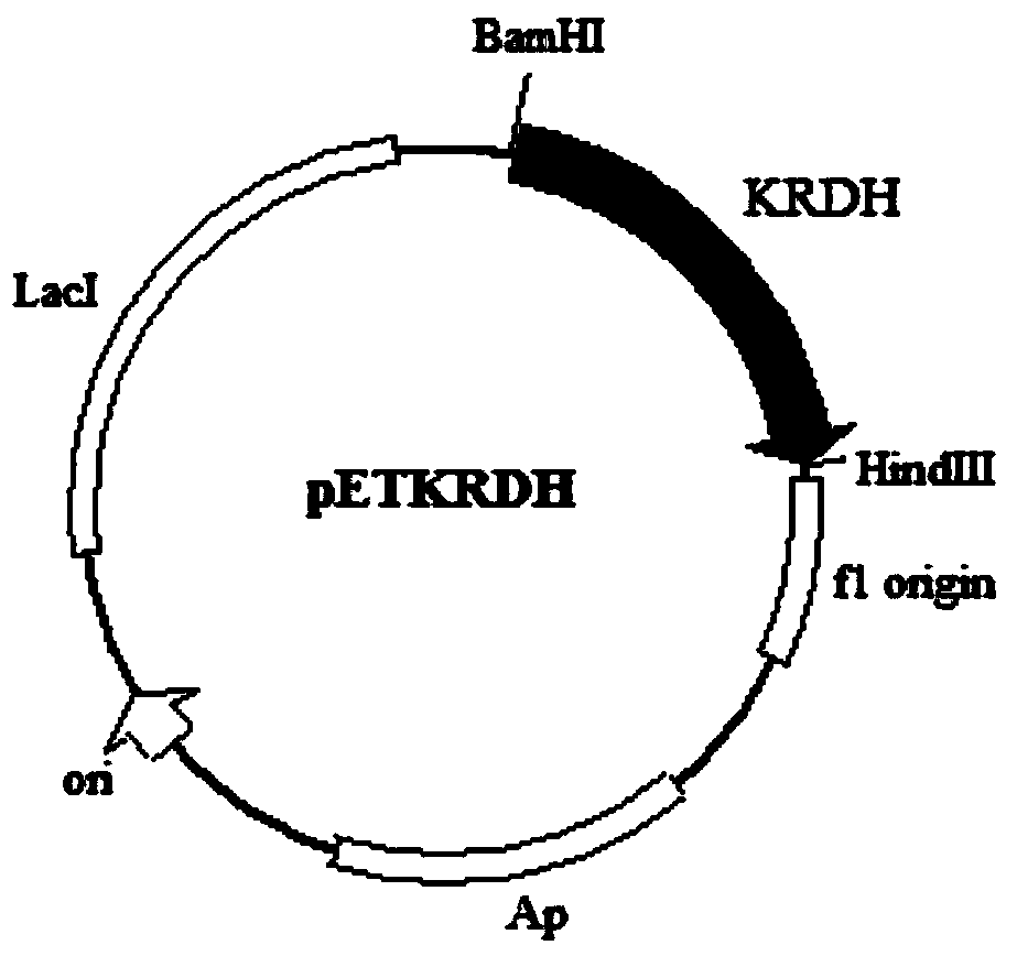 Ribitol dehydrogenase (RDH) derived from Klebsiella oxytoca, and coding gene and application thereof