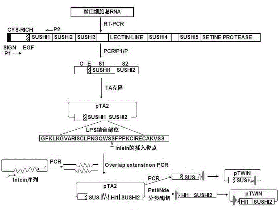 Expression plasmid system of recombinant sushi polypeptide, its construction method and application