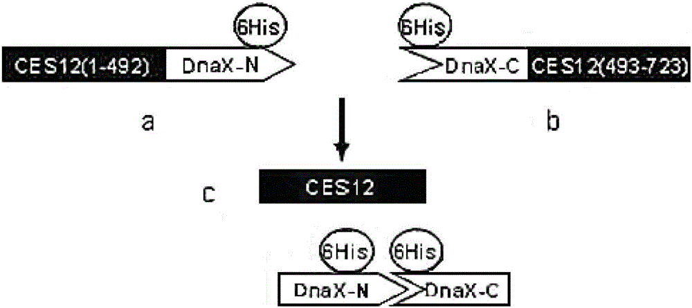 Expression plasmid system of recombinant sushi polypeptide, its construction method and application