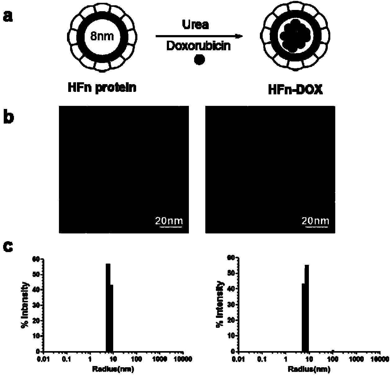 Drug carrier capable of realizing drug delivery specifically targeting tumor and application thereof