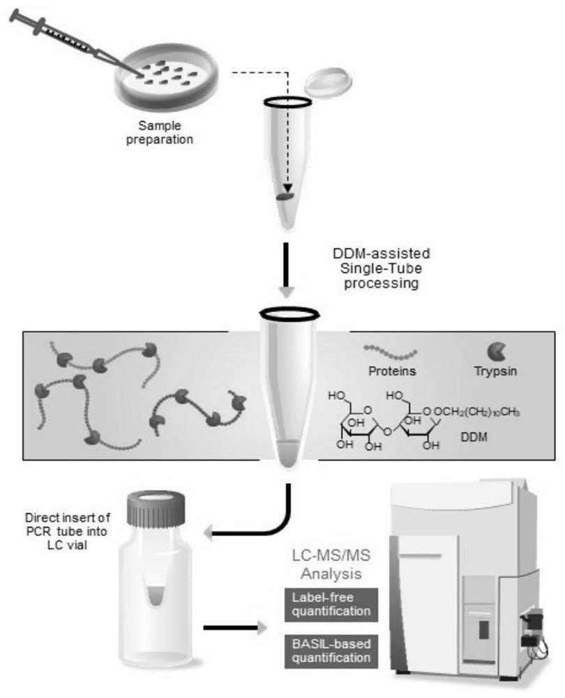 Single-cell single-tube sample preparation and single-cell proteomics analysis method
