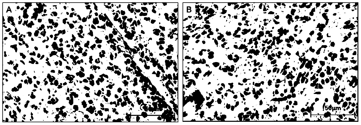 Amino acid sequence and nucleotide sequence specifically combined with mycobacterium tuberculosis and application thereof