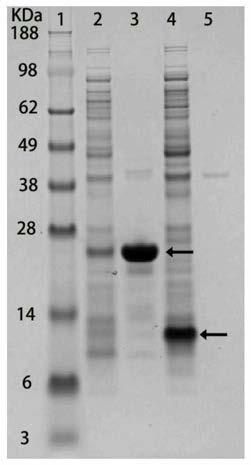 Protein simple purification method for positioning recombinant protein to surfaces of cells